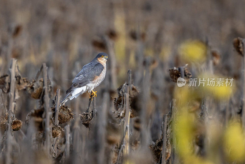 欧亚雀鹰(Accipiter nisus)